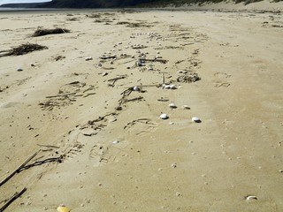 Shells and footprints 