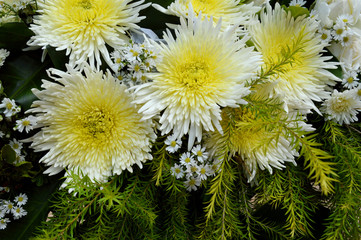 Obraz premium Chrysanthemum