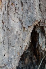 tamarind tree bark