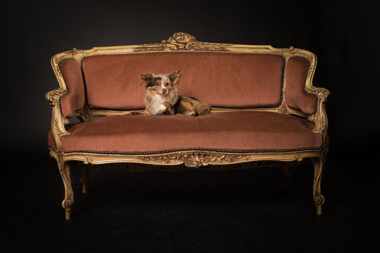 Ein kleiner Hund liegt auf einem antiken Sofa - schwarzer Hintergrund- Chihuahua auf Sofa