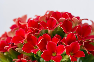 flower with red flowers with four leaves and green leaves