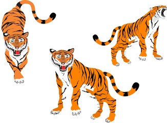 Fototapeta na wymiar Tigers vector set isolated on white