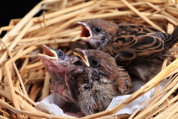 Sparrow chicks waiting to be fed.