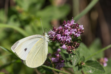 Zitronenfalter beim Bestäuben