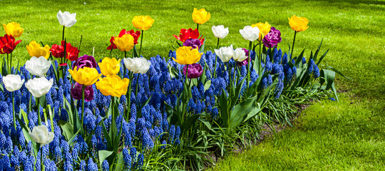 Garden of tulips - obrazy, fototapety, plakaty