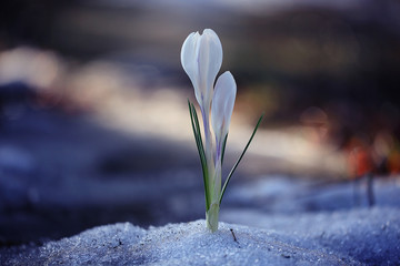 unusual tender spring white flowers