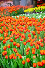 Colorful tulips turnovers.
