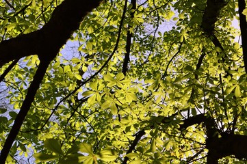 Sunlight on Chestnut leaves.