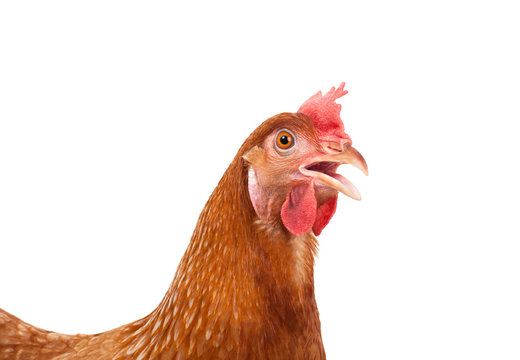 close up of chicken head funny acting isolated white background