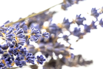 Closeup View of Dried Lavender Flowers, Aromatic