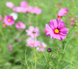 Cosmos flower (Cosmos Bipinnatus) with blurred background.