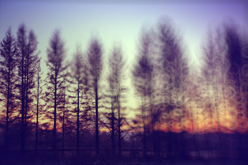 Forest in early spring sunset background