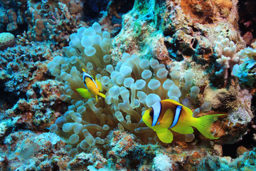 Naklejka na ściany i meble anemone fish, clown fish, underwater photo