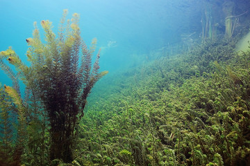 Naklejka na ściany i meble Underwater World on the lake, reeds and clear water