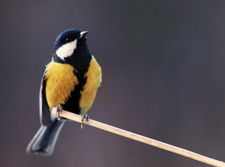 tit