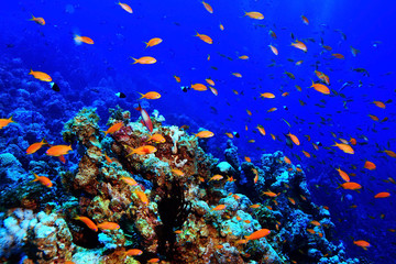 Plakat coral reef in the warm sea