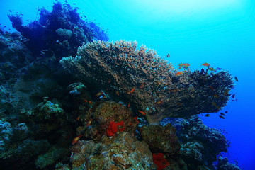 Fototapeta na wymiar gorgonian on a coral reef