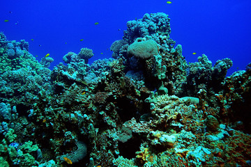 Fototapeta na wymiar divers underwater landscape