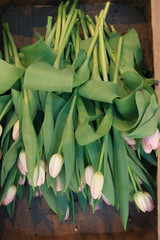 Obraz premium Tulips in boxes of flowers spring agriculture