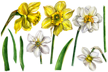 Watercolor Narcissus Flower Elements  on white.