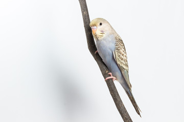 Little Cute Budgerigar