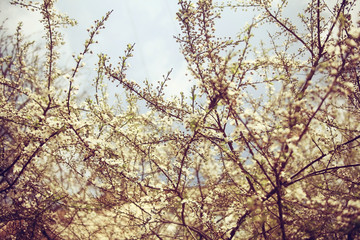 cherry blossoms spring background