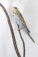 Little Cute Budgerigar