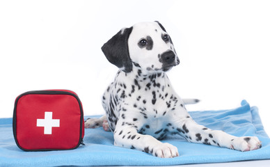 Young dalmatian beside first aid kit