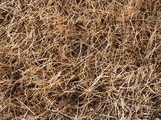 dead grass