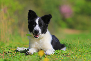 Border collie puppy