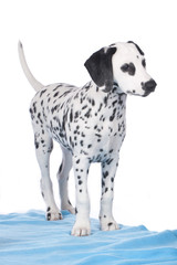 Cute dalmatian puppy standing on blue blanket