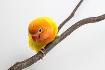 Little Yellow Lovebird Chick