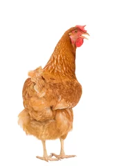 Crédence de cuisine en verre imprimé Poulet full body of brown chicken hen standing isolated white backgroun