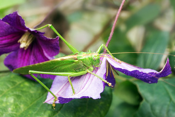 Grasshopper sitting on a flower clematis.