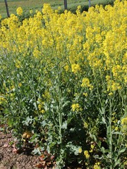 Colza en fleurs