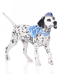 Cute dalmatian puppy with bavarian hat