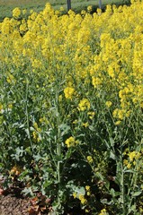 Obraz premium Colza en fleurs