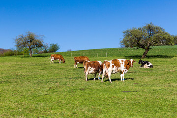 Fototapeta na wymiar Swiss cows on meadow, Aargau, Switzerland
