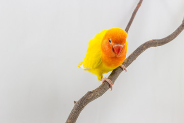 Little Yellow Lovebird Chick © suwatsir