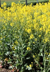 Colza en fleurs