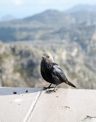 Red Winged Starling