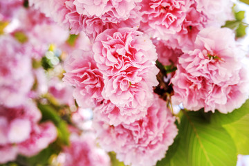Pink sakura (Japanese cherry) in blossom in a spring garden