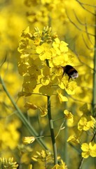 Colza en fleurs et son bourdon