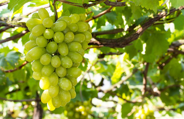 Fototapeta na wymiar Bunches of green grapes