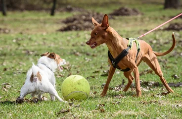 Photo sur Plexiglas Chien Pharaoh Hound dog attacks small Jack Russell Terrier dog