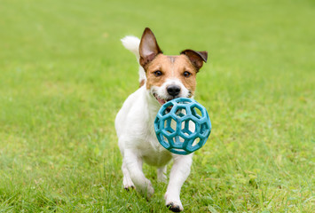 Funny happy terrier dog running and playing with ball