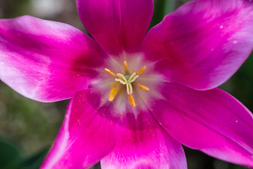 Grown tulip flowers in a garden