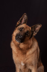 chien, berger allemand en studio sur fond noir, il donne la patte.