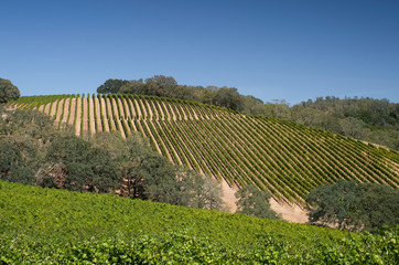 Fototapeta na wymiar Napa Valley Vineyards 