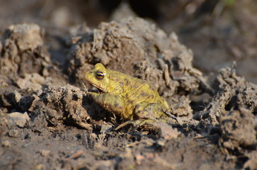 Crapaud commun (Bufo bufo)